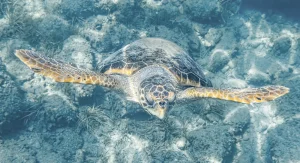 De Caretta Caretta op Zakynthos